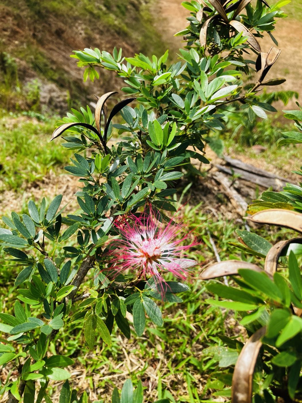 Pink and white bobinsana flower on a shrub