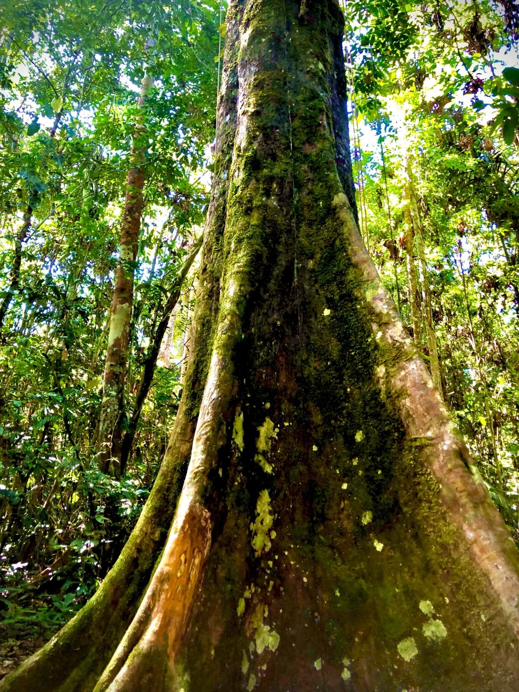 Moss-covered buttress roots of a Noya Rao tree in the rainforest near Iquitos