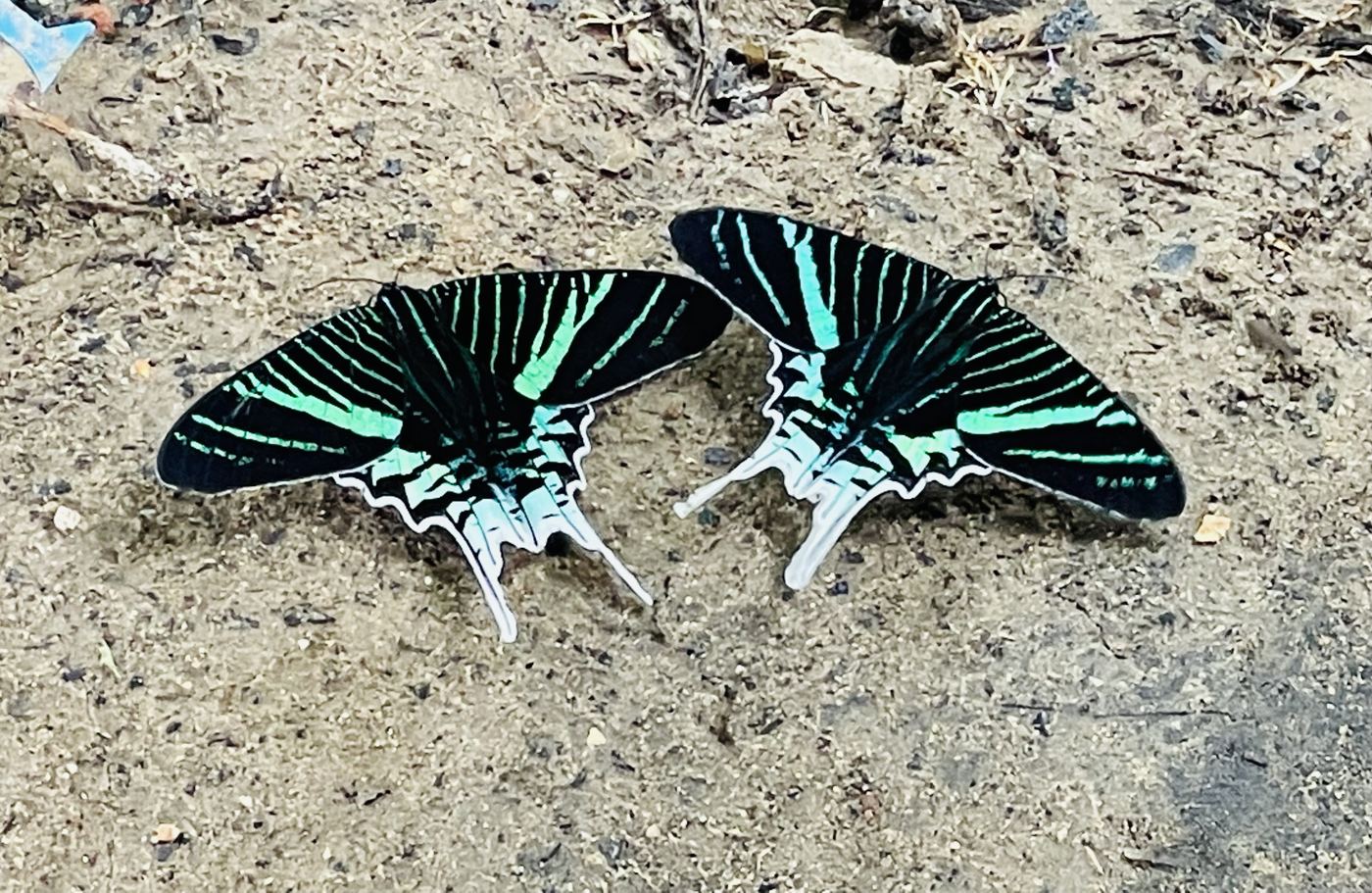 Two green-banded urania moths resting on sandy ground